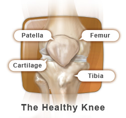 The Healthy Knee